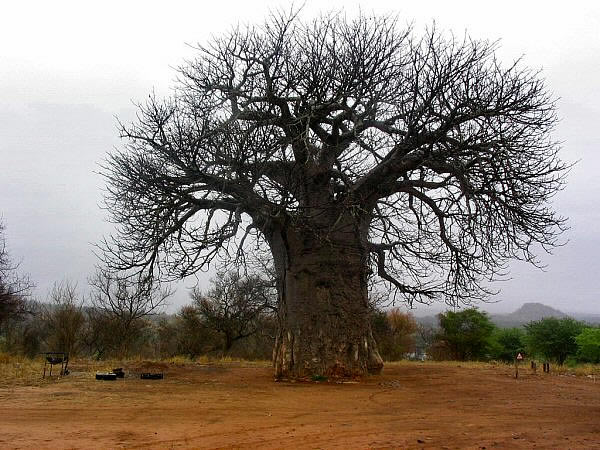 baobab